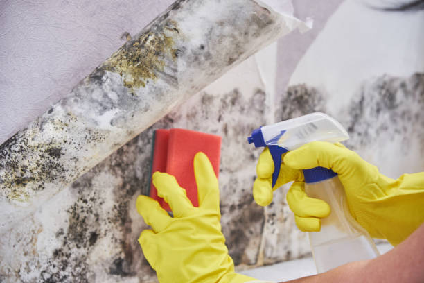 Professional Mold Removal & Remediation in Urbana, IL