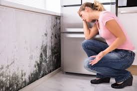 Best Real Estate Mold Inspection  in Urbana, IL